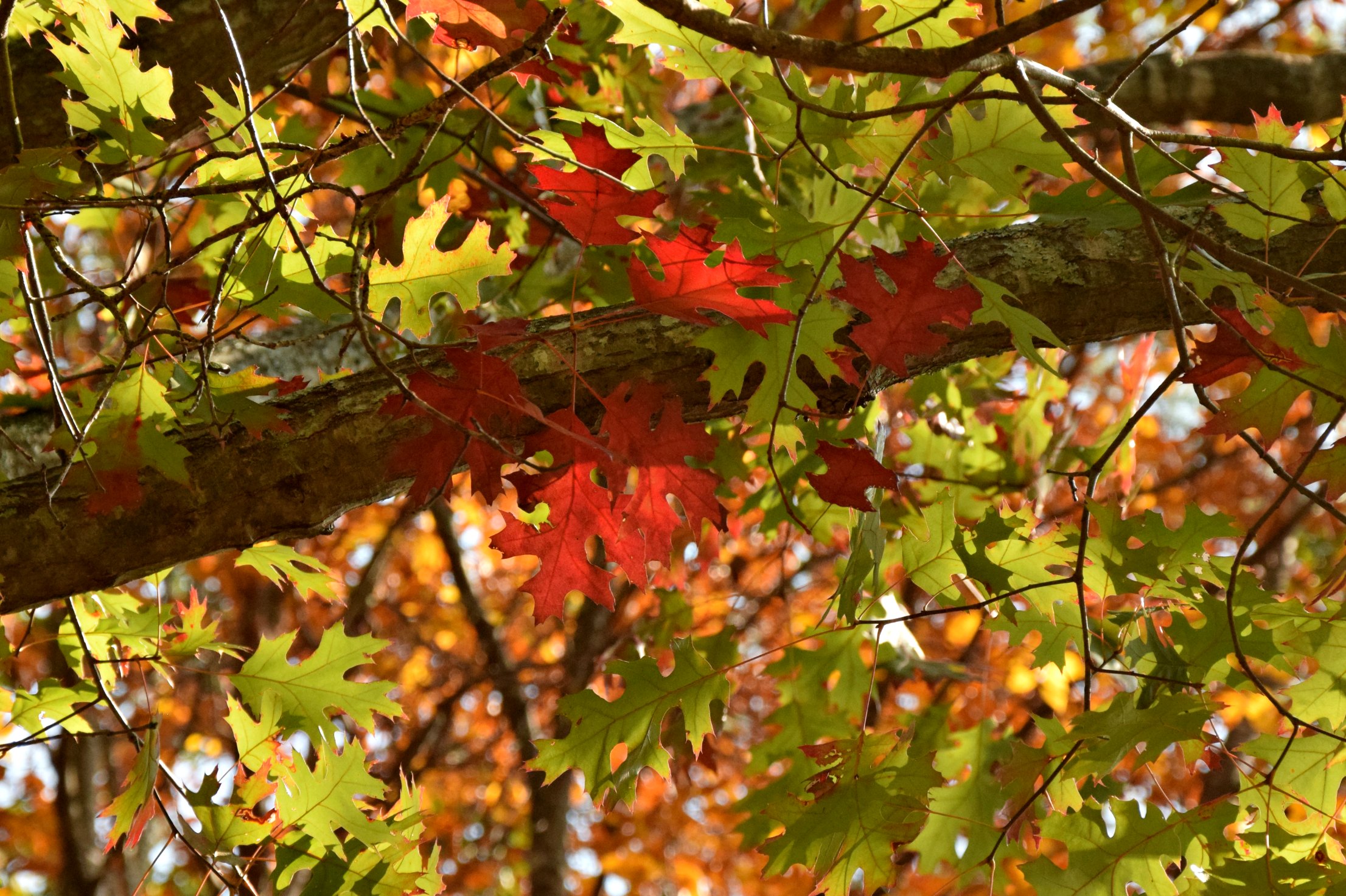 Red oak (Quercus rubra)